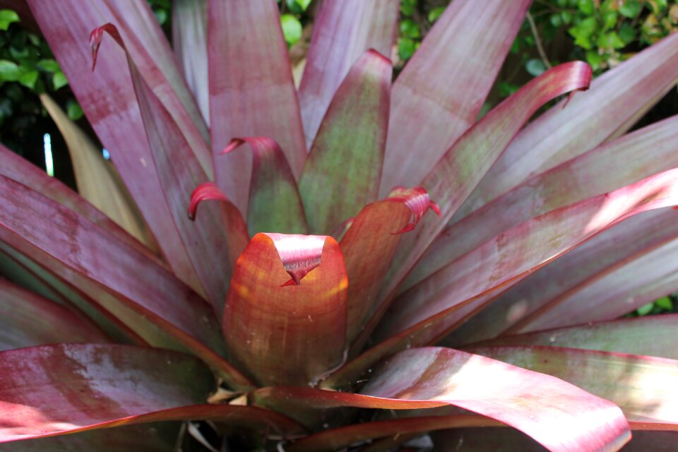 Botanical natural garden