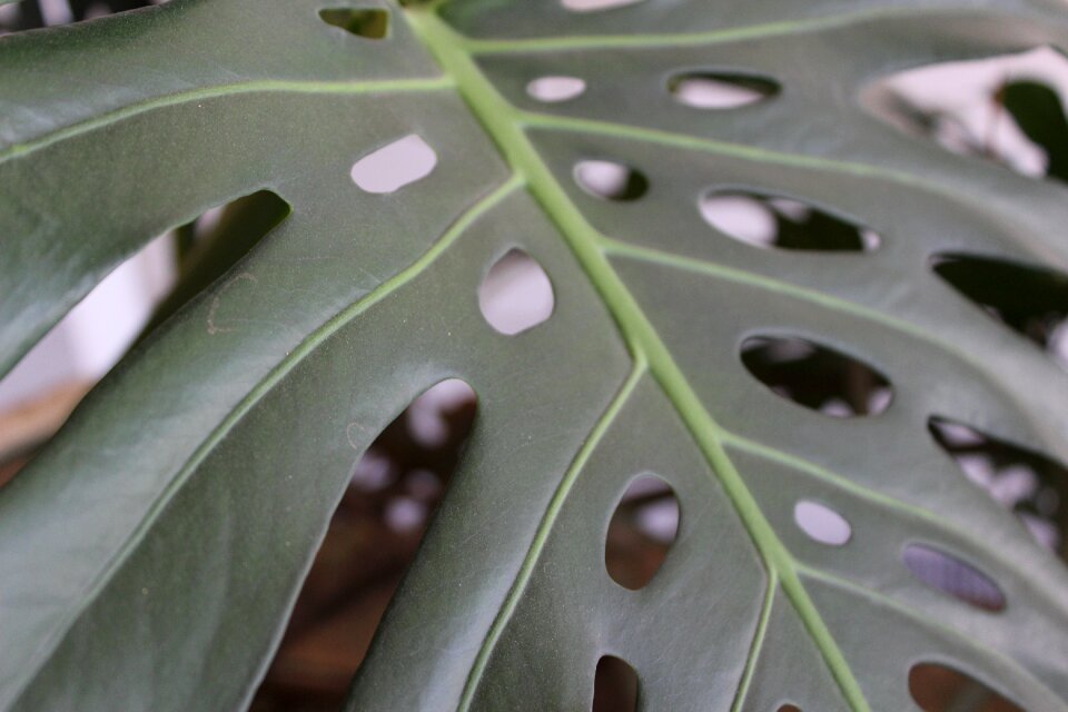 Green leaves nature tree