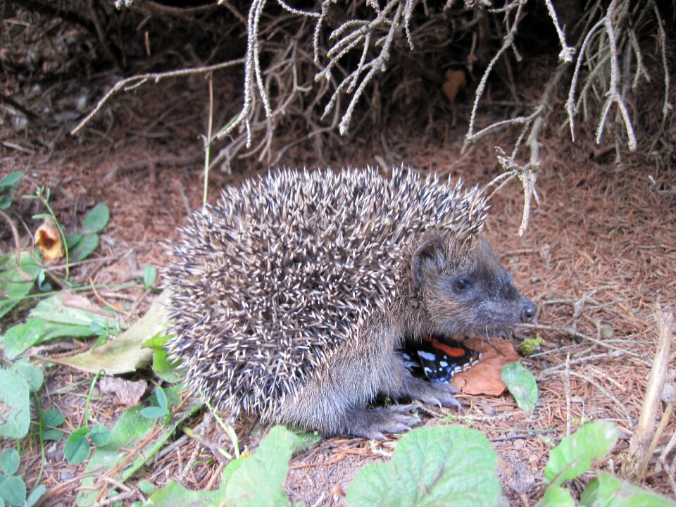 Hedgehog child foraging animal world