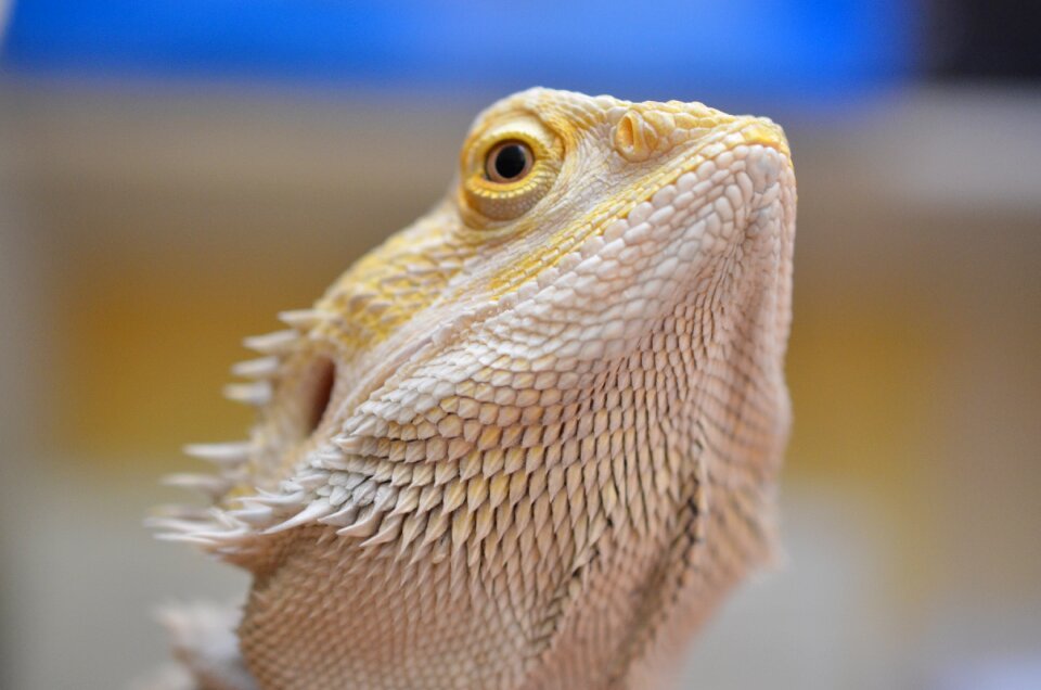 Agama bearded lizard