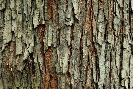 Texture tree wood