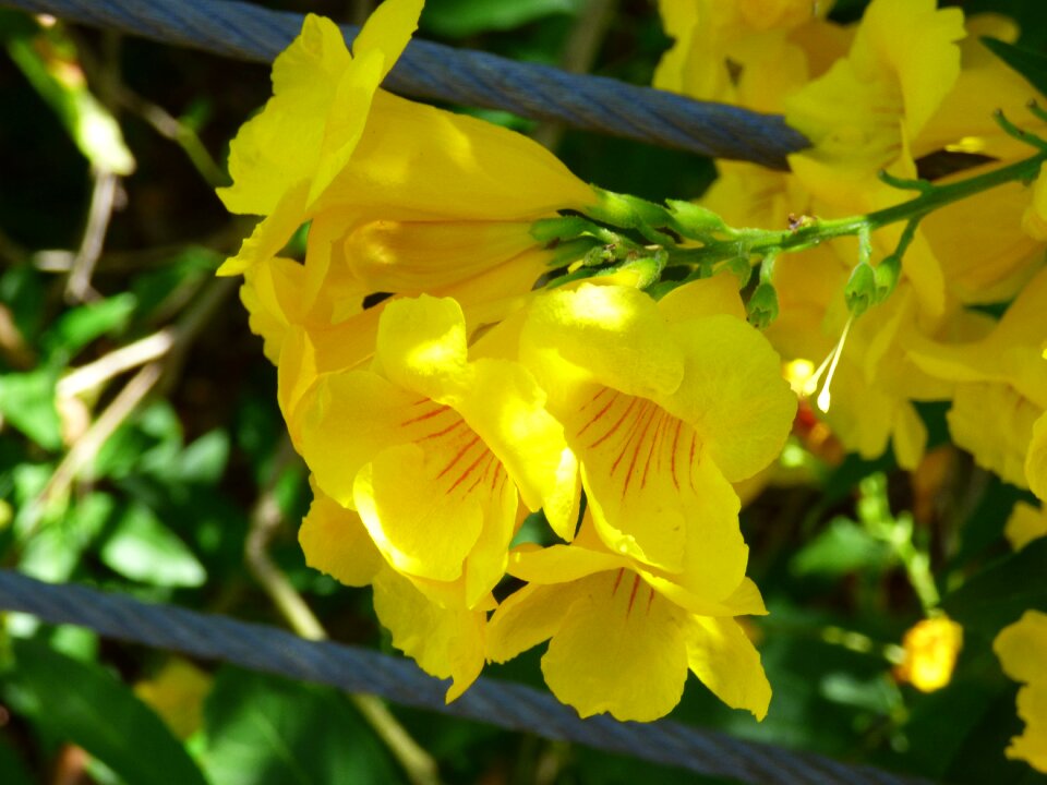 Flowers coastal flowers pacific flora