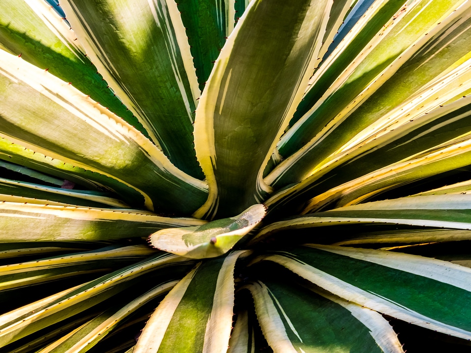 Agave agavengewächs plant
