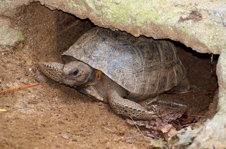 Tortoise animal nature