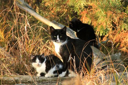 A normal cat animal dachowiec