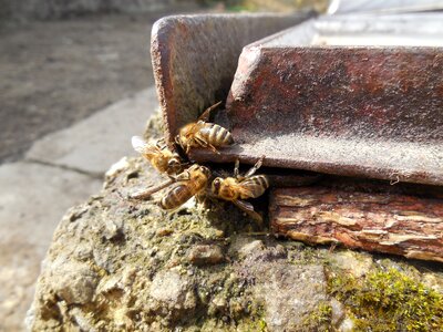 Insect macro honey bee