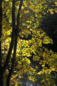 Tree leaves yellow