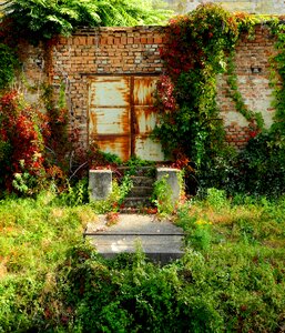 Overgrown colors still life