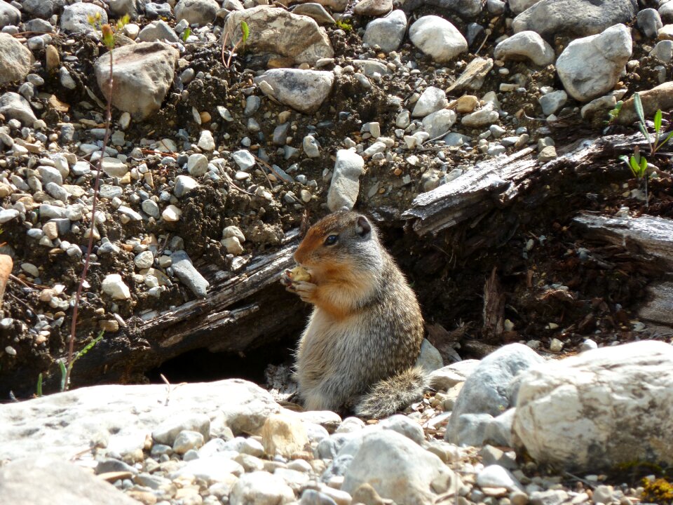 Nibble food animal