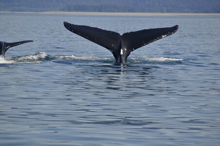 Tail wildlife