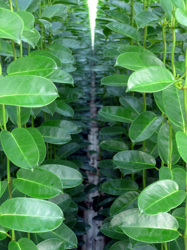 Cultivation leaves houseplant