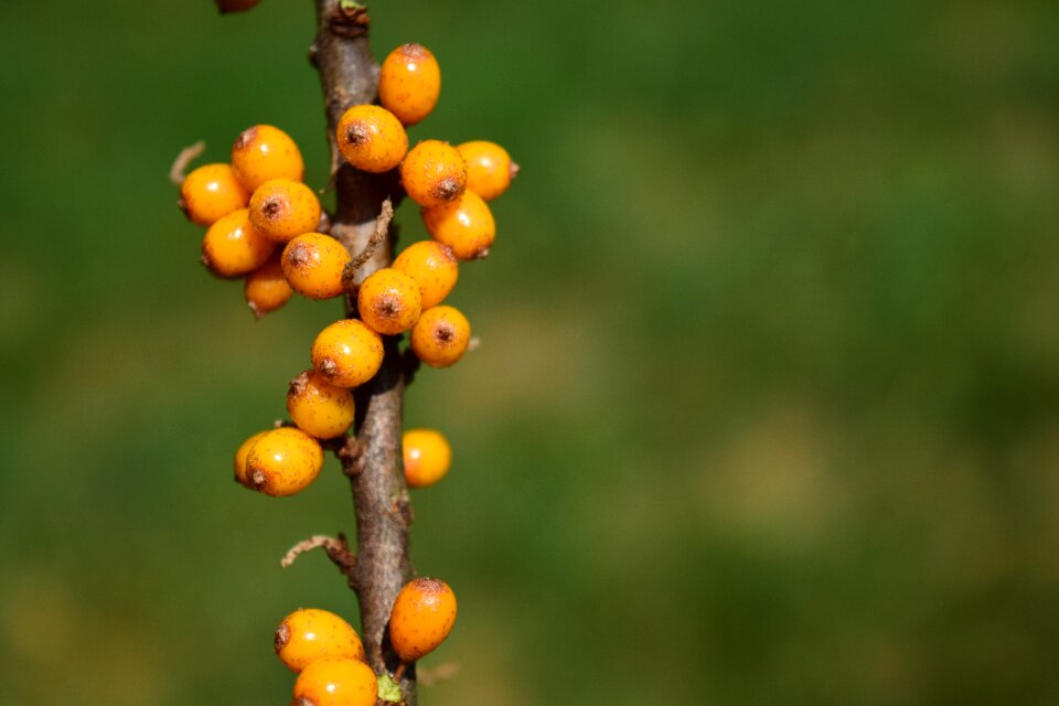 Branch close up green