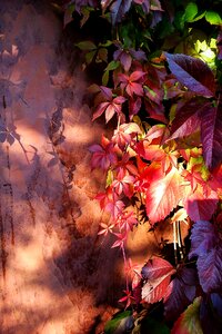 Plant golden autumn nature