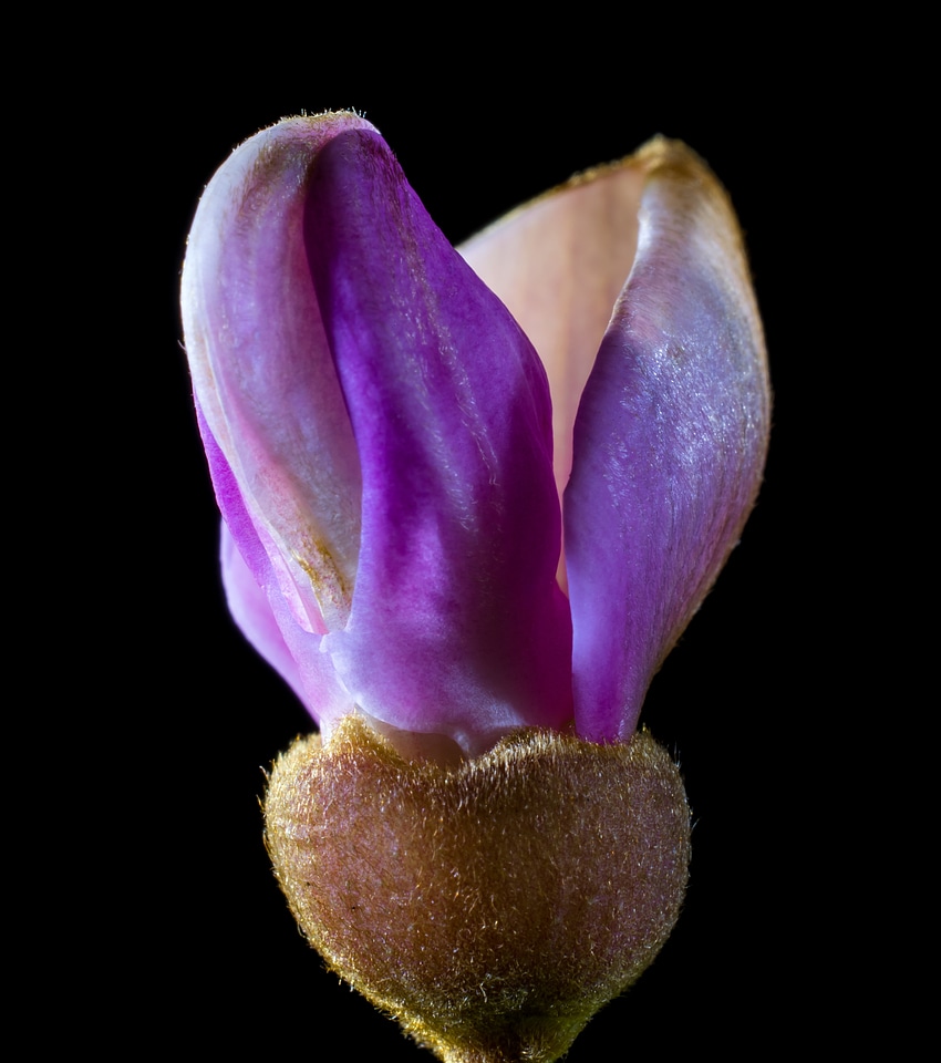 Bloom small flower purple