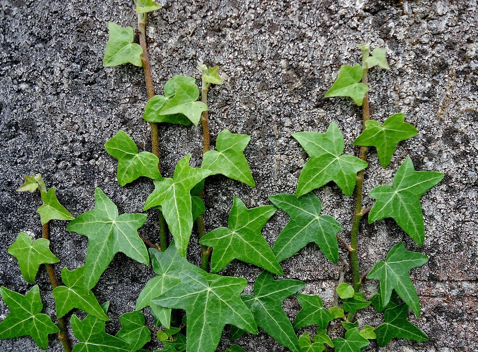 Leaves leaf grey
