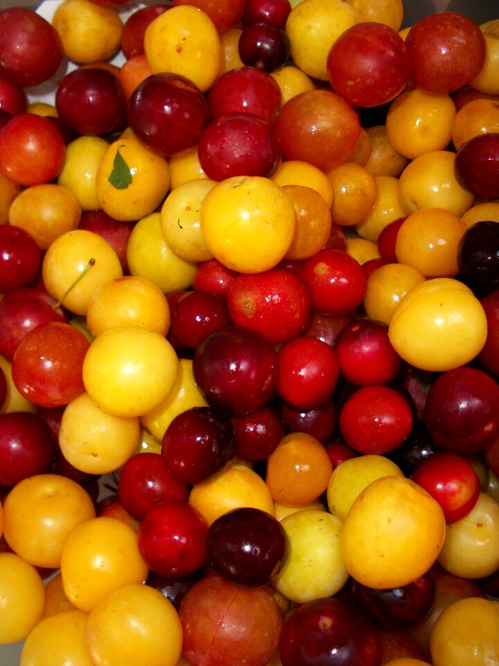 Summer ripe cherry