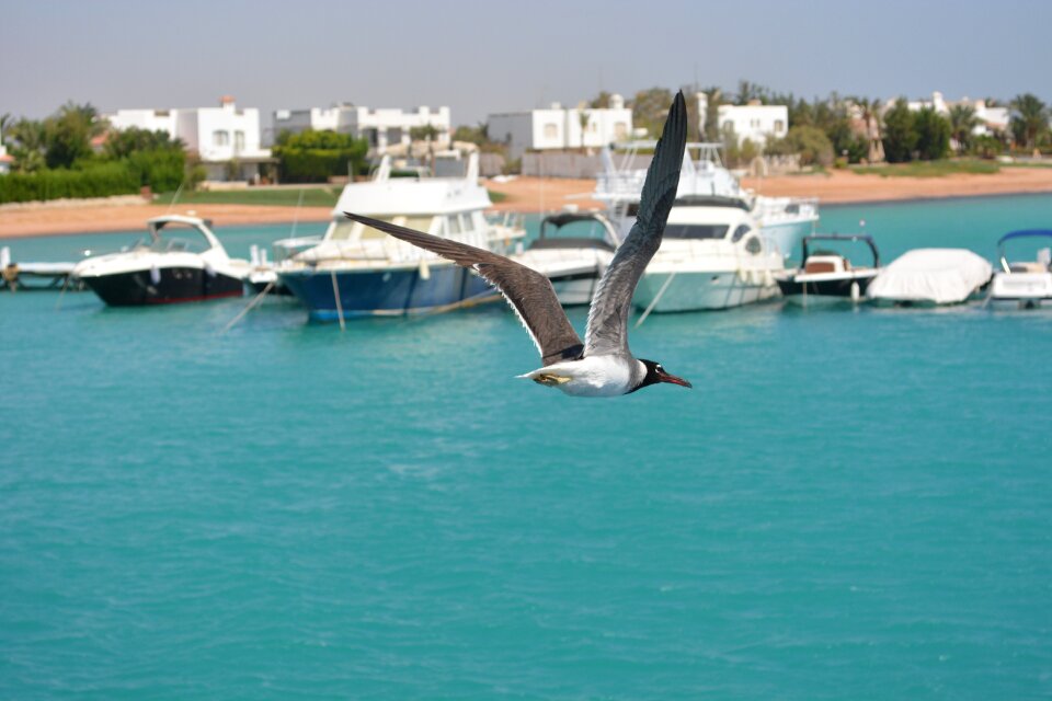 Sea port seagull