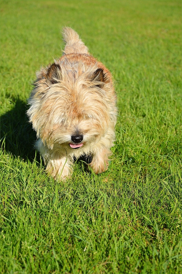 Canine doggy furry
