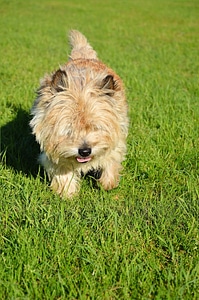 Canine doggy furry
