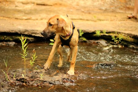 Rhodesian ridgeback pit mix photo