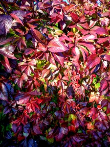 Plant red living nature photo