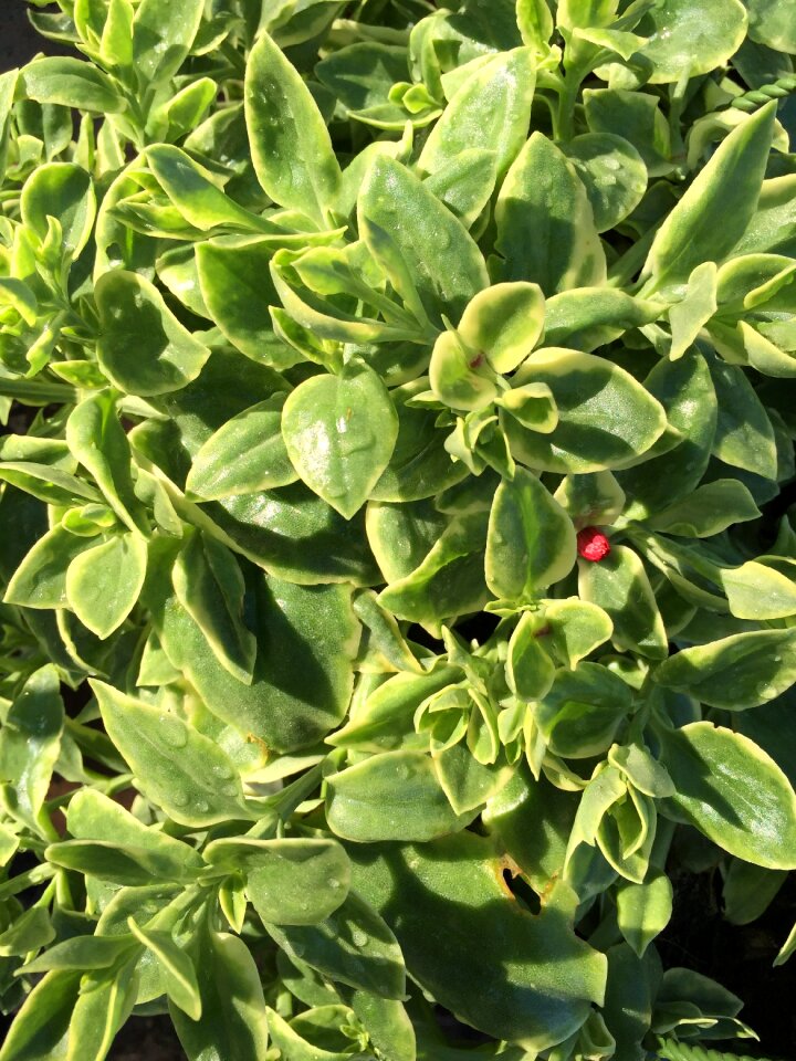 Planting growth gardening