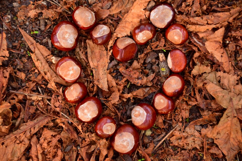 Brown ground leaves