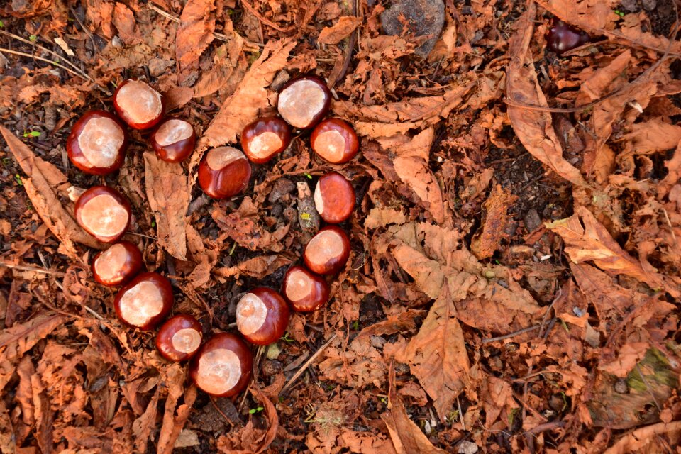 Autumn brown fall foliage