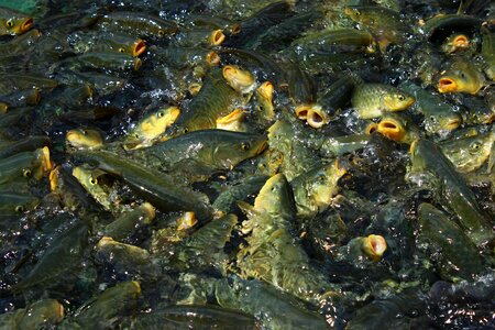 Fish edict carp