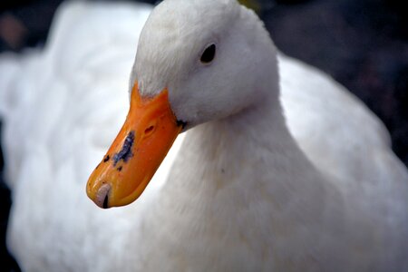 Duck feathered