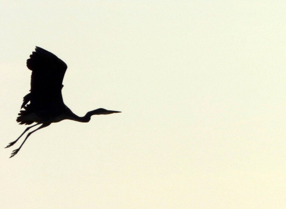 Nature ornithology crane