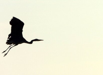 Nature ornithology crane photo