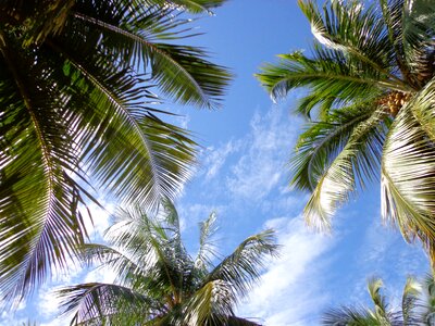 Nature litoral palm trees photo