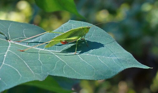 Animal cotton plant leaves garden photo