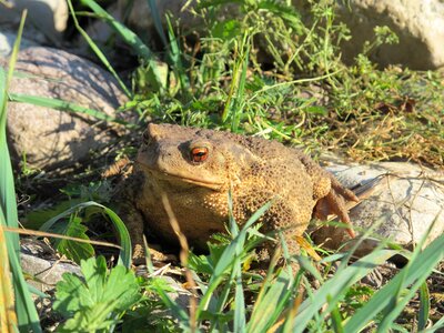 Toad gerardo big toad photo