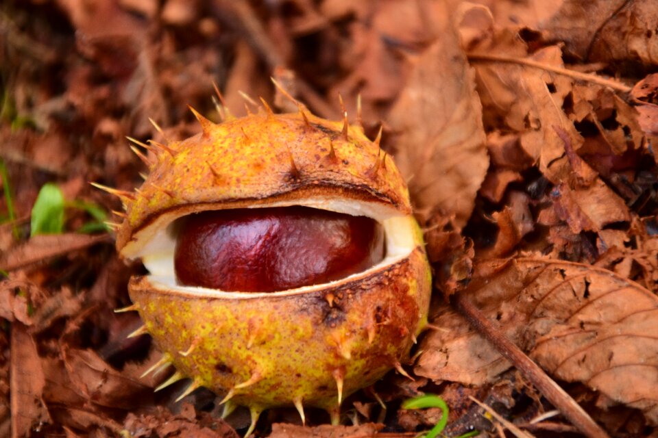 Autumn brown close up