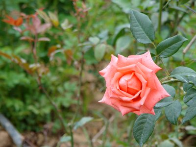 Rosa pink field photo
