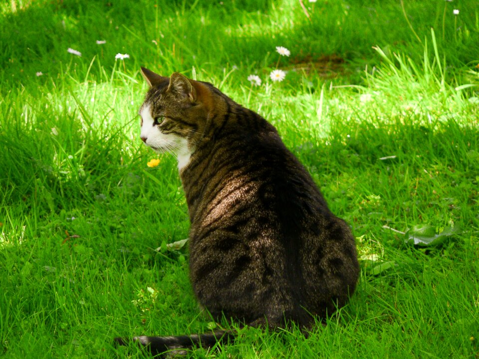 Cute cat animal mackerel