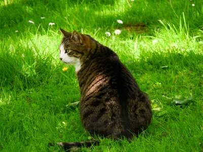 Cute cat animal mackerel