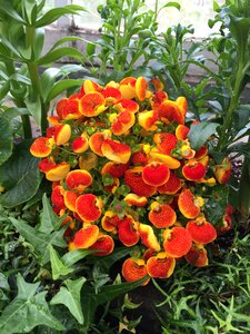 Flowers gardening botanic