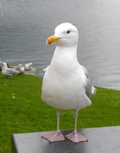 Sea beak bird photo