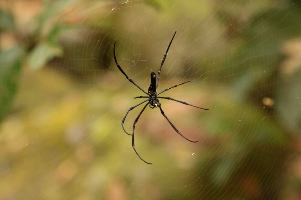 Spider nature reel