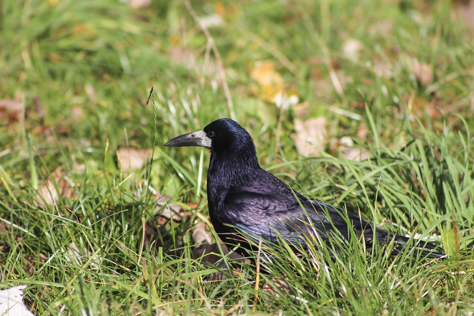 Rook bird bird grass