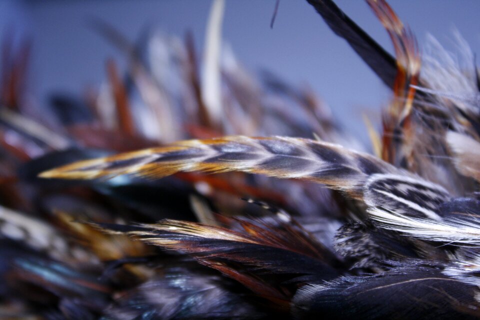 Pattern feathers