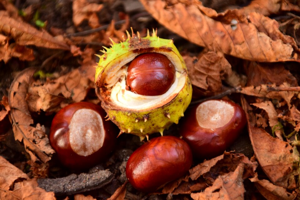 Forest floor chestnut leaves spur