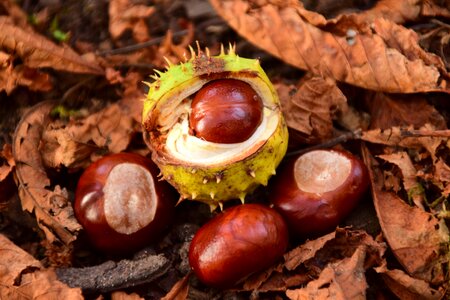 Forest floor chestnut leaves spur
