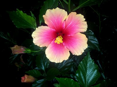 Hibiscus rose china flower obelisk