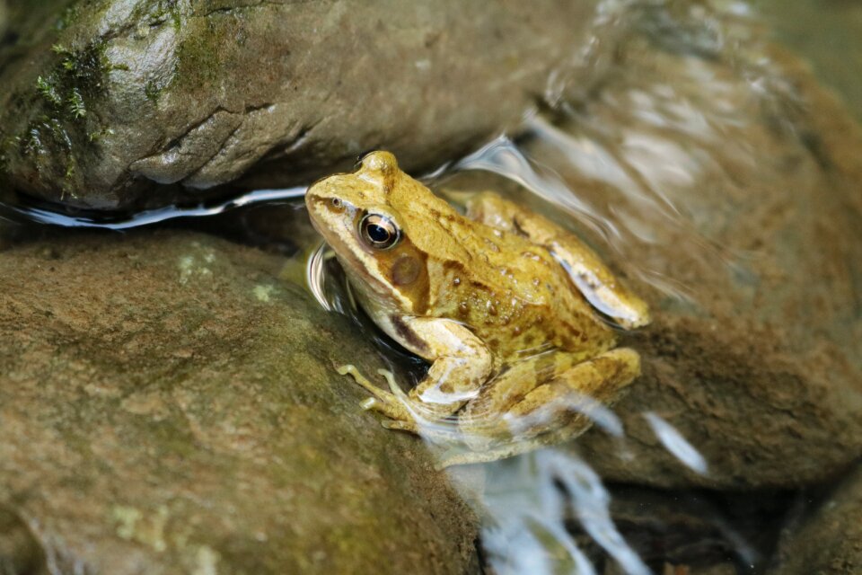 River nature animal