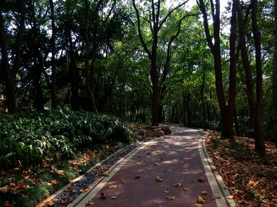 Tree-lined path path forest