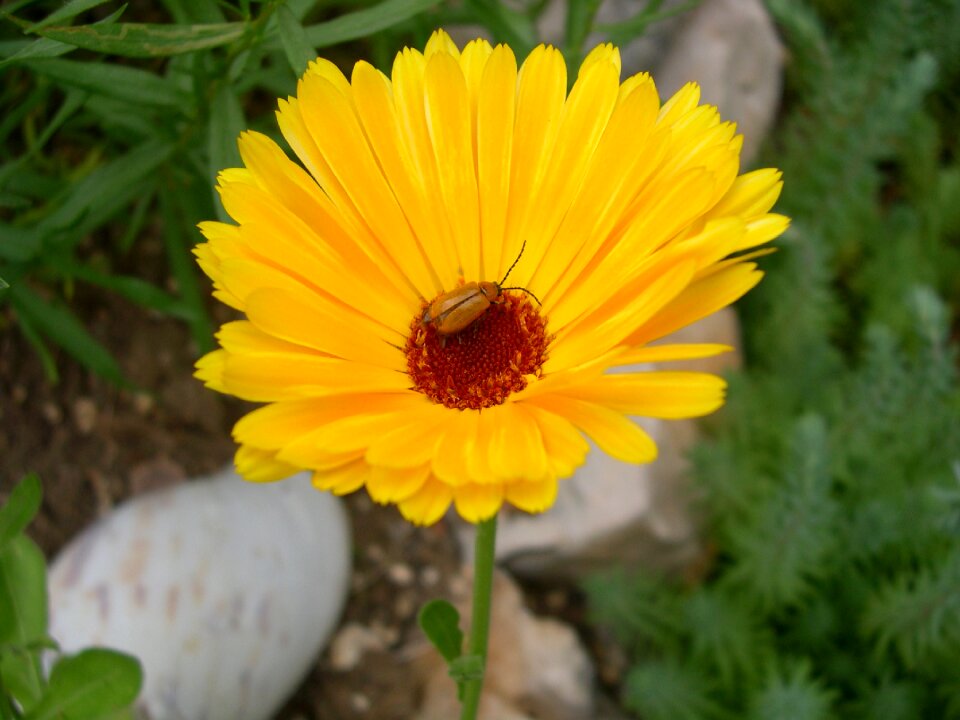 Plant insect browser flower